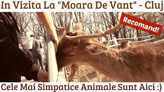 AM VIZITAT MOARA DE VANT CLUJ PARC DE AGREMENT #zooanimals #wildanimals