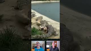 Duck Walks Over Crocodiles...Wait For It