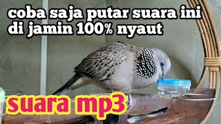 Download Lagu SUARA TEKUKUR KUK 2 GACOR PALING AMPUH UNTUK PANCINGAN PIKAT YANG MALAS BUNYI MP3