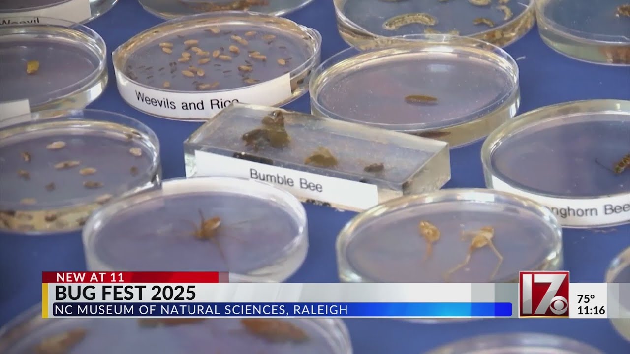 Bugfest Raliegh Nc Bug Fest 2025 held in Raleigh - YouTube