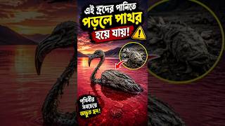 পৃথিবীর সবচেয়ে অদ্ভুত হ্রদ 😨🌊।#lakenatron #mystery #facts #bangla #shorts #documentary