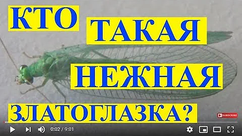 Кто Такая Нежная Златоглазка? Золотоочка Chrysopa carnea.