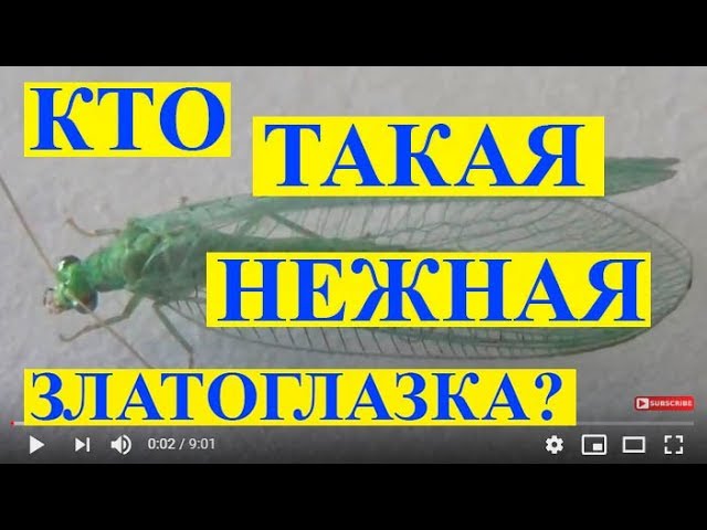 Кто Такая Нежная Златоглазка? Золотоочка Chrysopa carnea.