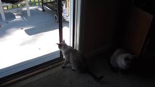 PRECIOUS the Lynx Point Siamese talking her way out the back door by Judy Hoffmeister 291 views 4 years ago 1 minute, 28 seconds