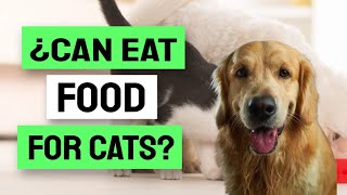 ¿Is It SAFE For a DOG To EAT Cat Food?