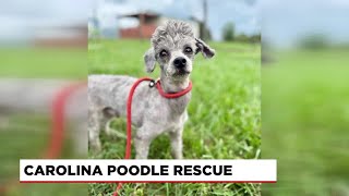 Carolina Poodle Rescue: Hunter
