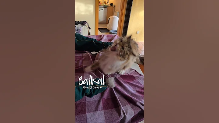 Watch the video about Diblar el Cuidado #Baikal.Vivo25_222 Maine Coon #mainecoon #cat #gato #shorts
