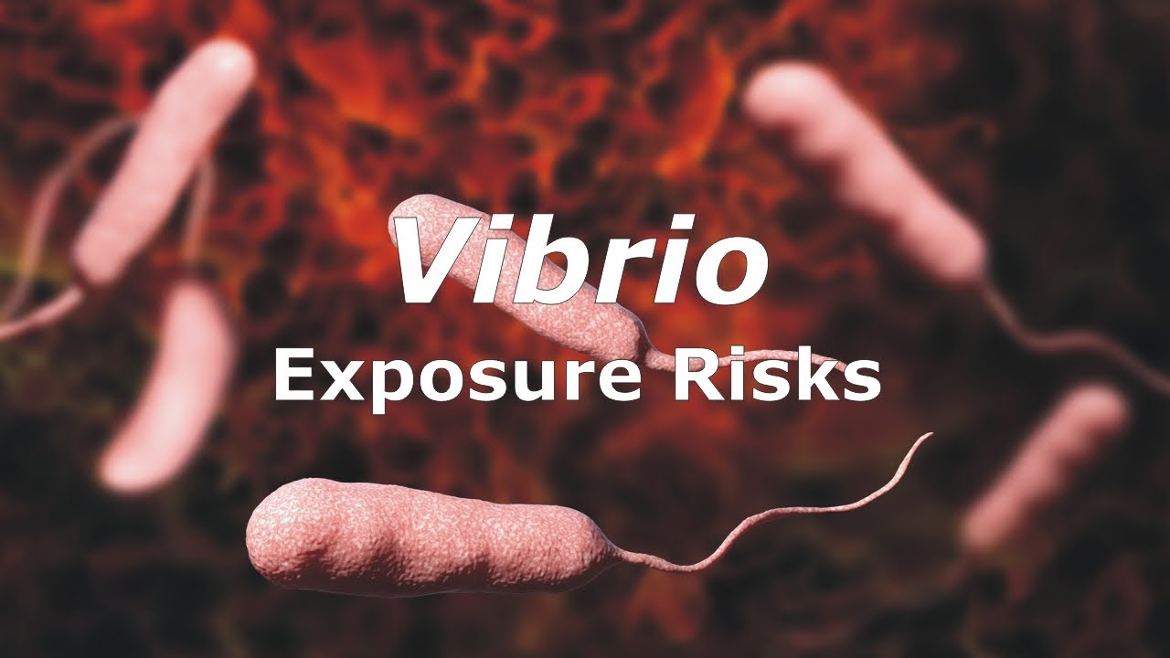 Риски заражения вибрионами