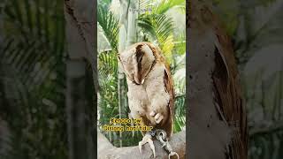 Burung hantu ❗❗ Kenapa owl disiang hari tidur #komedi #funny #lucu #ngakak #burunghantuindonesia