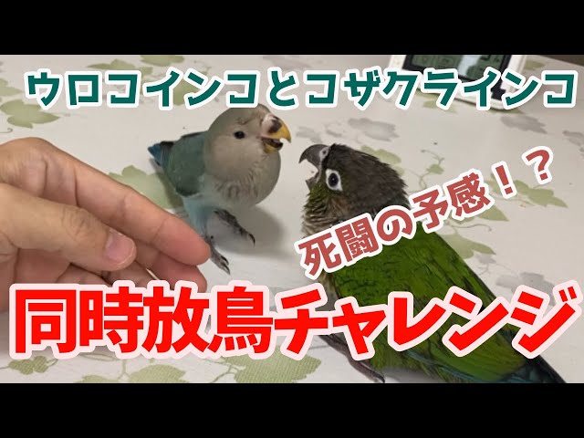 同時放鳥チャレンジ！ウロコインコ＆コザクラインコ - YouTube