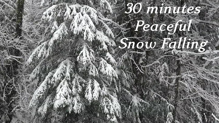 Silent Snow Falling in Real Winter Forest, Relaxing Background Video