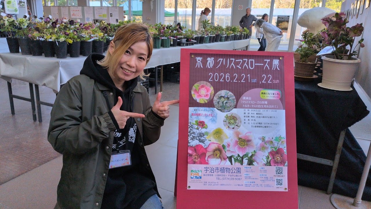 【速報】京都クリスマスローズ展2026・当日配信！宇治市植物公園から、今まさに咲き誇る極上の花々をお届け（原種のトルカータス、チベタヌス）
