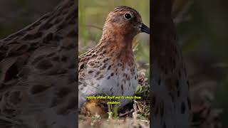 Nature Camouflage Master #facts#uniquefacts#animals#usa #shorts