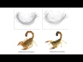 Scorpion with world’s fastest strike captured in menacing detail