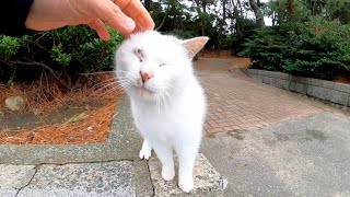 植込みの中に座っていた野良猫がモフられにきた