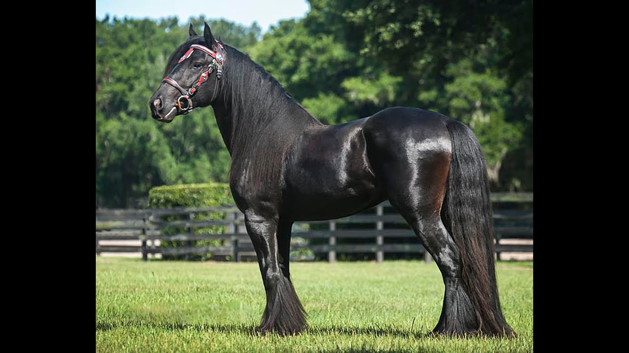 GG Latcho's Shadow Gypsy Vanner Stallion