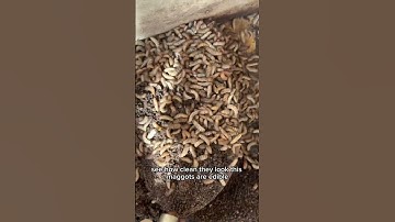 Producing maggots as an alternative animal feed