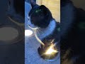 Schwarze Katze mit schwarzen Augen nachts auf dem Leuchter. Black-eyed cat on a lamp patted by hand