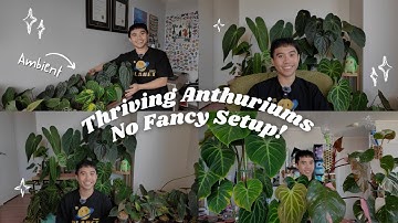 Mini Plant Tour: How My Anthuriums Thrive in Ambient Conditions!