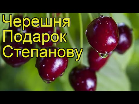 Черешня Подарок Степанову. Краткий обзор, описание характеристик, где купить саженцы