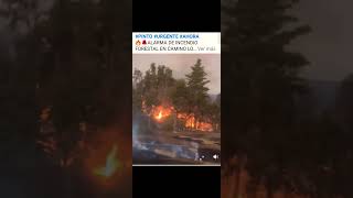 Incendio Forestal en la C.de Pinto .
