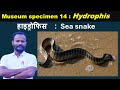 Museum specimen 14:  Hydrophis: Sea snake: by Anand sir