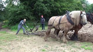Ein starkes Gespann - Gespannpflügen - Plowing with Horses