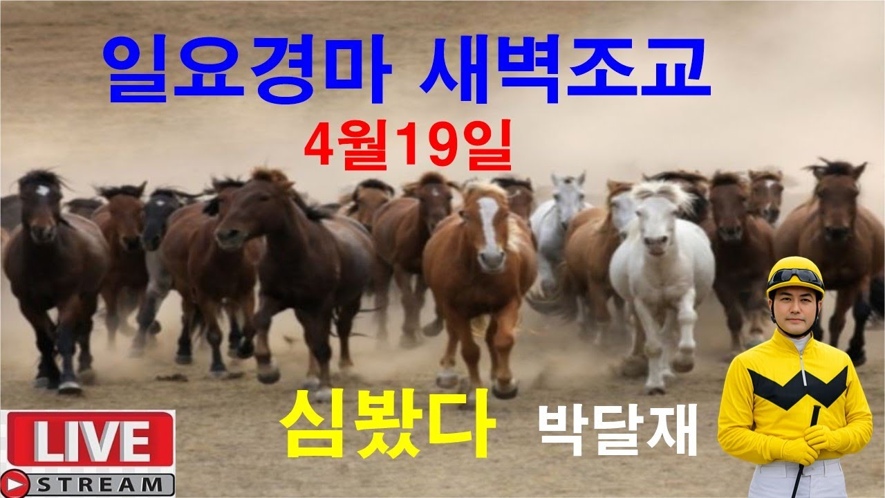 4월19일 일요경마  새벽조교 분석방송 경마예상 추천마번 복병마  온종일 라이브 방송 경마장 심마니 박달재 서울경마 부경경마 제주경마 경주분석 추천마번 예상방송 박달재