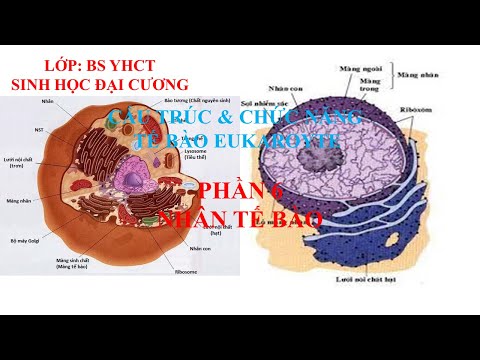 Video SINH HỌC ĐẠI CƯƠNG BUỔI 2.6_NHÂN TẾ BÀO - youtube