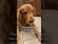 #goldenretriever #doglife #lastchancepawsrescue #petcare #dogsdaily