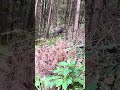 Amazing Wild Boar Very Big 🐗 #pig #boar #animal #shortvideo #viralvideo #wildpig #wildboar #wildlife