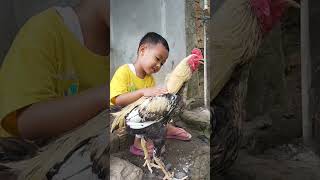 Ayam Jago Rembo shorts short ayamjago ayambangkok