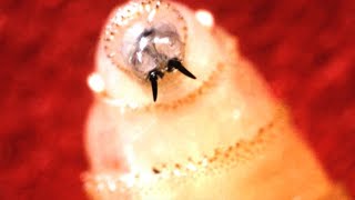 Texas launching free new online course to help fight spread of flesh-eating worm, protect livestock