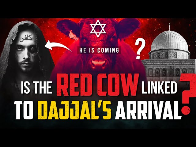 IS THE RED COW LINKED TO DAJJAL'S ARRIVAL? class=