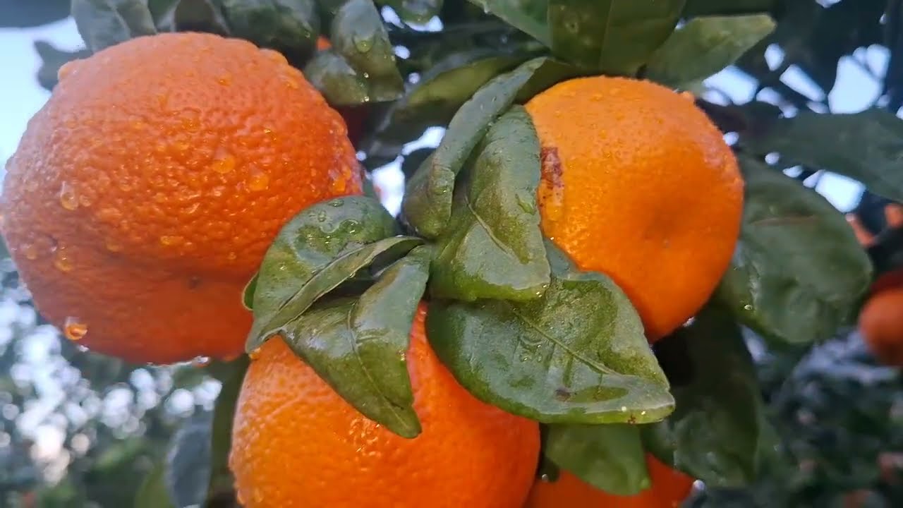  Quality  Orange Of Spain -Best Quality Orange | Spanish Orange |