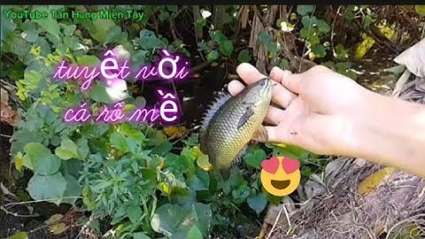 Tập 32- mùa này cá rô đồng to hết biết cá ăn liên tục móc mồi mà run tay luôn#THMT.