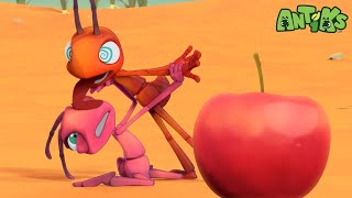 Ants Mirage 🍰🍒 | ANTIKS | Funny Cartoons For All The Family!