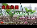 【家庭菜園】３月現在の野菜の紹介！！　キャベツの定植『トマト苗からキャベツ苗に変更』