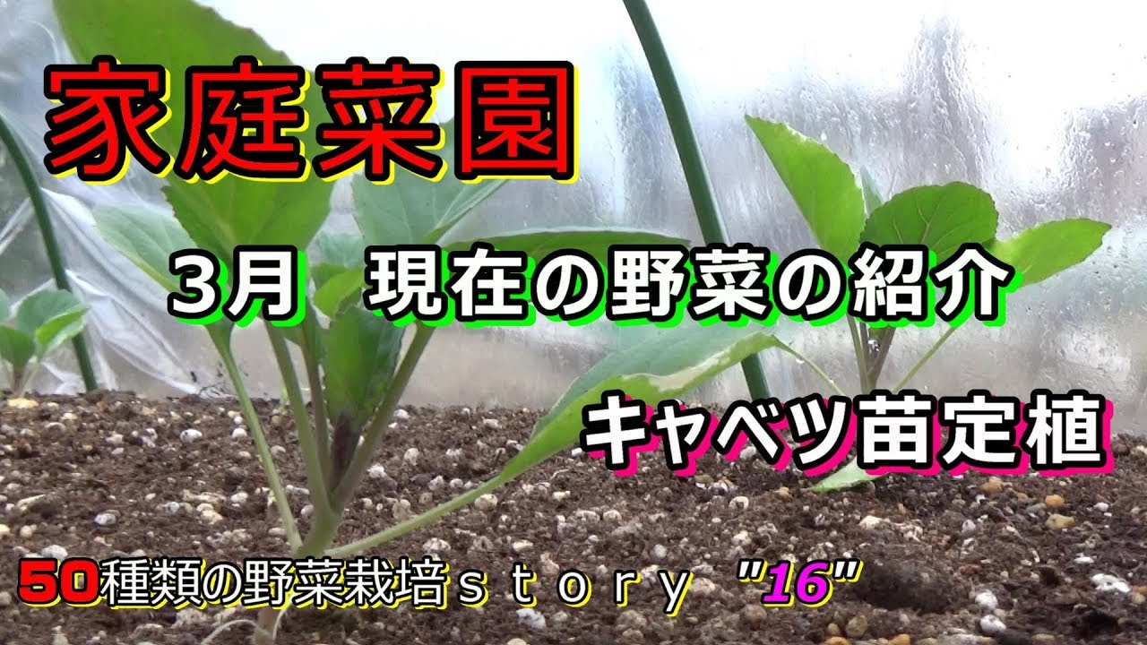 家庭菜園 ４月の野菜 トウモロコシ 枝豆混植 コンパニオンプランツ栽培 から1週間後衰弱 Youtube