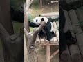 Chú gấu trúc Fubao đáng yêu tại Everland !@Mr77 #hanquoc #travel #travelshorts
