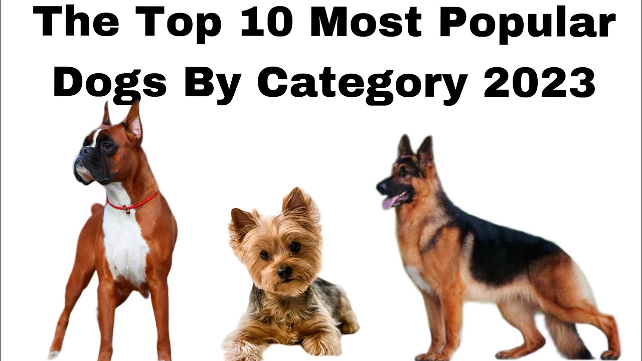 The Top 10 Most Popular Dogs By Category 2023 YouTube the-top-10-most-popular-dogs-by-category-2023-youtube
