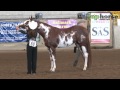 PHAA National Championship Show 2013 - Grand Champion Stallion/Colt