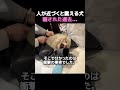 人が近づくと震える犬隠された過去… #感動, #泣ける, #犬, #動物, #保護犬, #虐待, #実話, #奇跡, #心温まる, #動物の絆, #優しい人, #感動ストーリー, #涙,