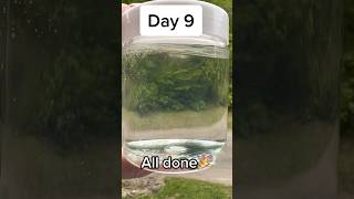 How many days does it take for clear slime to be clear?? Watch the bubbles disappear 🫧🫧🫧🫧🫧🫧🫧