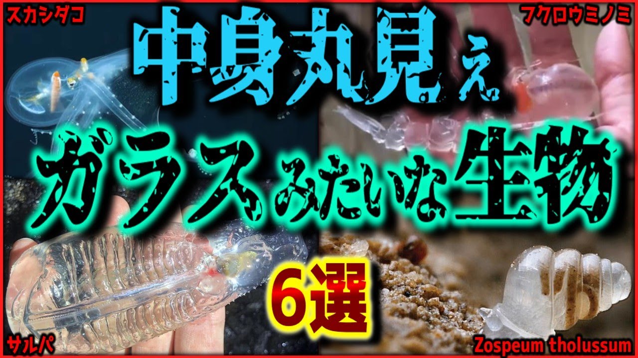 【閲覧注意】まるでガラス?!　透明すぎる体を持った奇怪な生物 6選【新種/珍種】【ゆっくり解説/作業用BGM/睡眠用/9割が知らない】