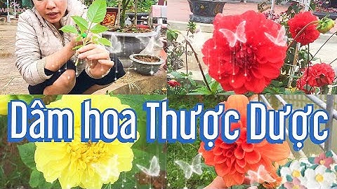 Giâm hoa thược dược đúng cách giúp có vườn thược dược đẹp
