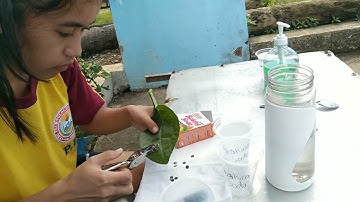 MEASURE PHOTOSYNTHESIS WITH FLOATING LEAVES