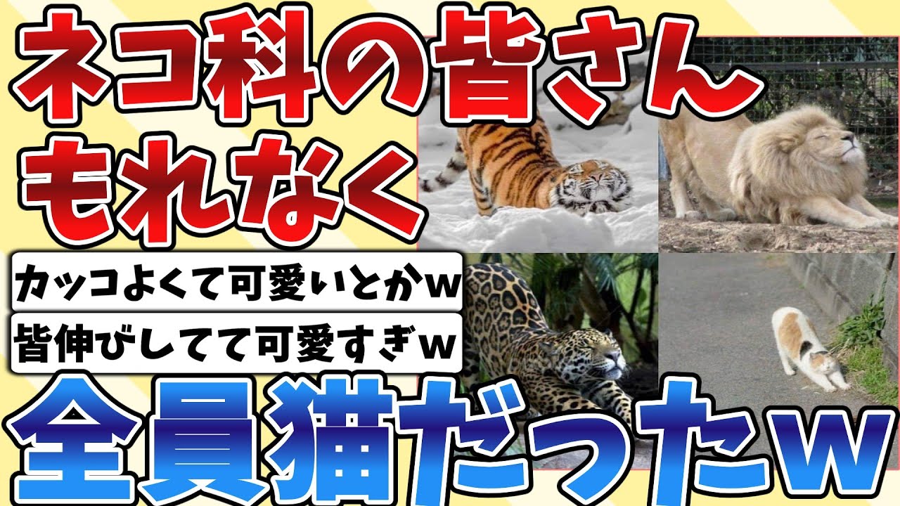 【2ch動物スレ】ネコ科の動物もれなく全員猫だったｗｗｗ