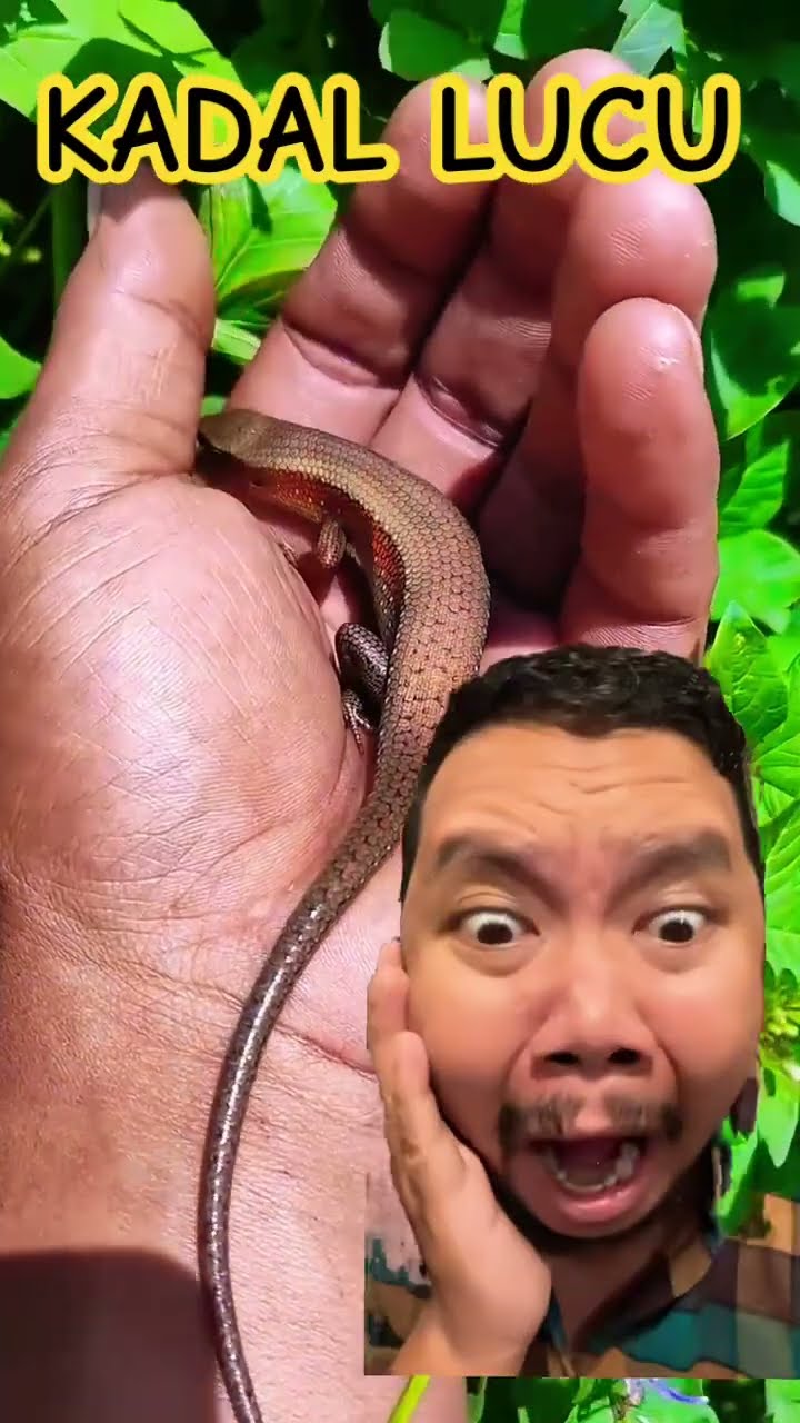 NEMUIN KADAL GEMES DI KEBUN!!!?? #pets #skink #reptiles #shortsfeed #funny