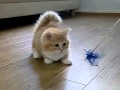 Fluffy kitten does not know what to do